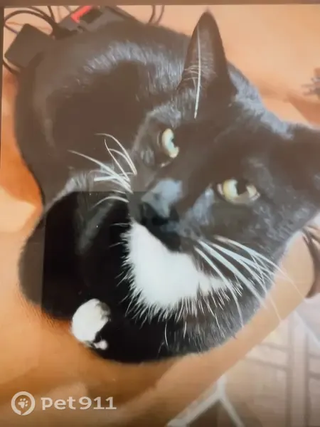 Perdido gato hembra, Avenida San Francisco de Asis, 314, Victoria de Durango - negra, nerviosa y de casa - photo
