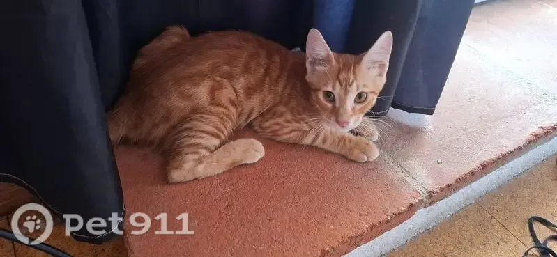 Perdido gato macho, Carrer de la Manxa, 7, Barcelona - anaranjado, 3 meses - photo