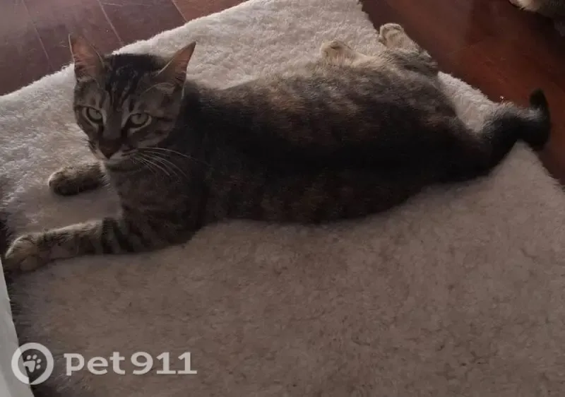 Perdido gato hembra, Carrer de Gabriel Fuster, 11, Palma - cola muy doblada - photo