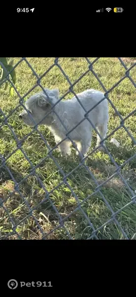 Lost dog, Royal Cedar Drive, 6427, Dallas - all white, not easily approachable - photo