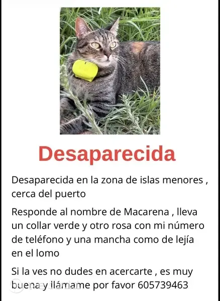 Perdido gato hembra, Calle Islas Chafarinas, 28, Atamaria - muy sociable - photo