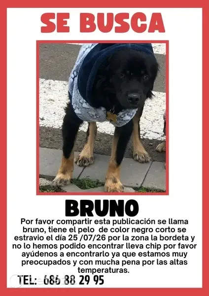 Perro perdido, C-230a, 17, Lleida — negro y esquivo - photo