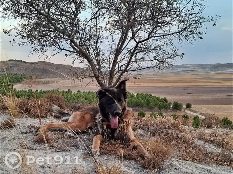 Perdido perro macho, Tarancón, Castilla-La Mancha, Arganda - collar negro desgastado y cola en forma de abanico - photo