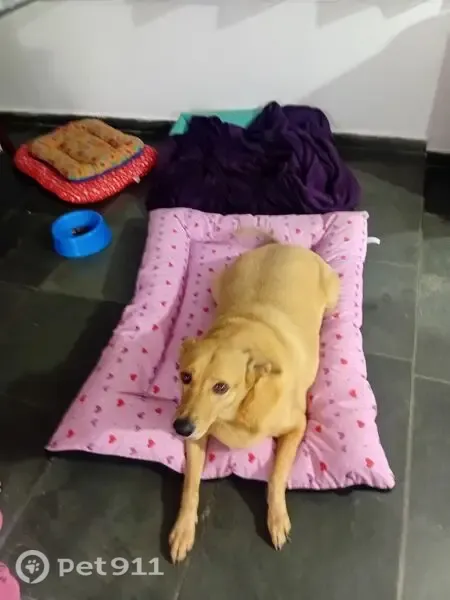 Perdido cachorro macho, Rua Doutor Camilo Haddad, 110 - caramelo, grande, 30 kg - photo