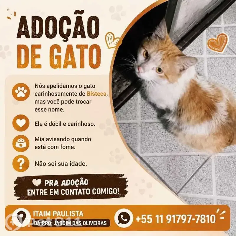 Encontrado gato macho, São Paulo, São Paulo - laranja, com rabo espichado - photo