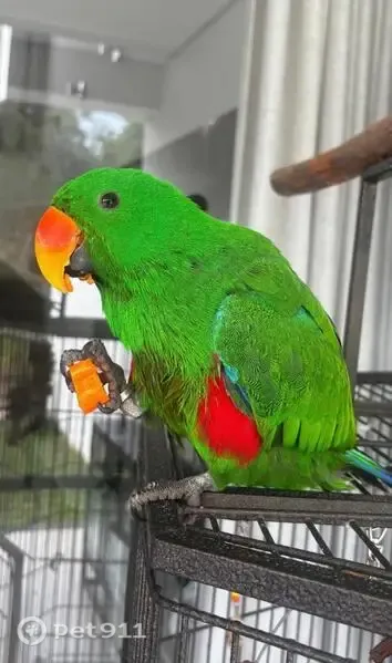 Perdido pássaro macho, Louveira, São Paulo - cor predominante verde e bico laranjado - photo