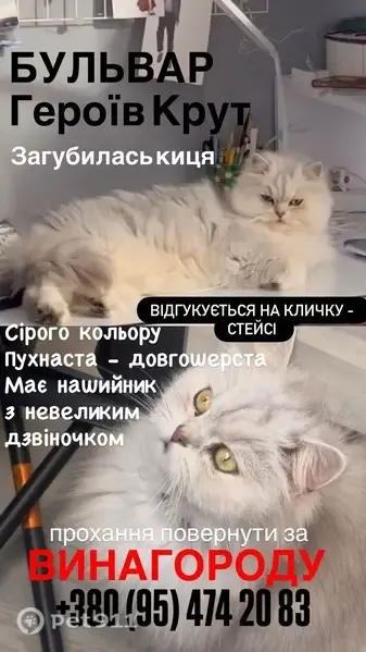 Зникла кішка, бульвар Героїв Крут, Чернівці — з маленьким дзвіночком на нашийнику - photo