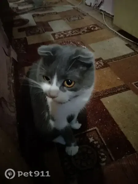 Зникла кішка, вулиця Котляревського, Суми — сіро-біла, висловуха - photo