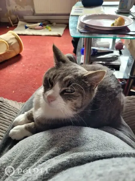 Lost cat, Tideswell Road, Ecclesfield — male, microchipped, neutered - photo