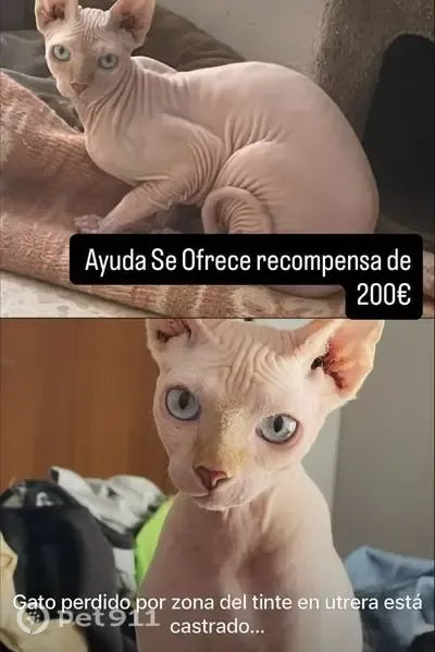 Perdido gato macho, Utrera, Andalucía, Alcala de Guadaira - photo