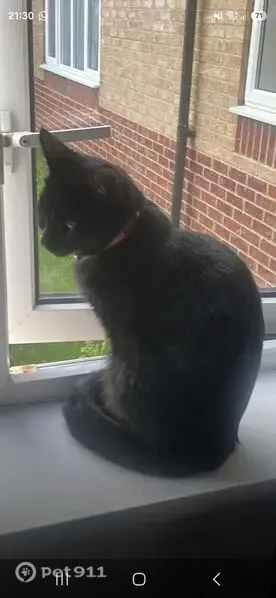 Lost cat, Charing Cross Station (Stop H), London — chipped female cat - photo