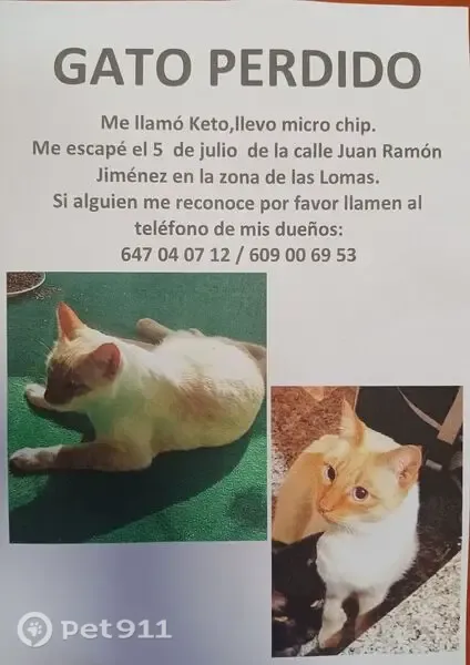 Perdido gato, Calle Juan Ramón Jiménez, Águilas - macho siamés red point - photo