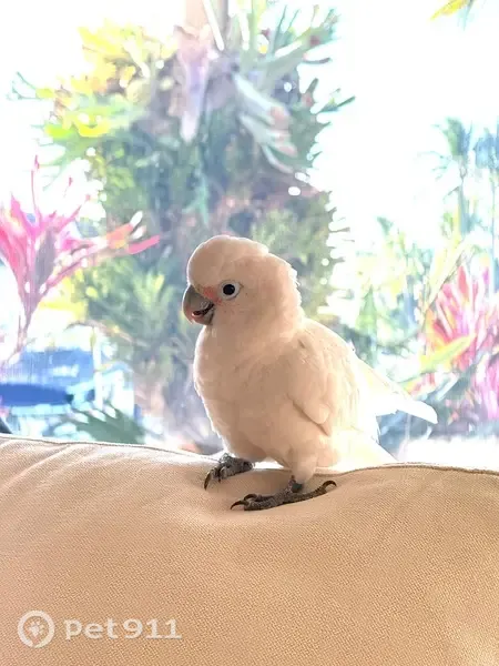 Lost Bird, Northeast 21st Street, 1518, Wilton Manors - female, white cockatoo - photo