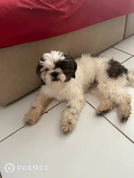 Encontrado cachorro macho, 2ᵃ Avenida Sul, Samambaia — branco com manchas marrom escuro e focinho preto - photo