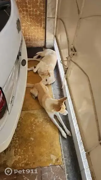 Encontrado cachorro macho, Vila Militar, Rio de Janeiro - RJ, Brasil — dois cachorros resgatados - photo