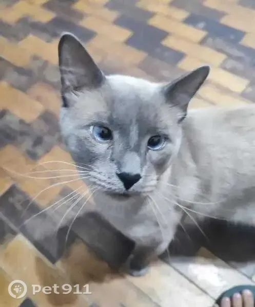 Perdido gato macho, Avenida Mem de Sá, 207 - pelagem cinza longa e cheia, olhos azuis vesgos - photo