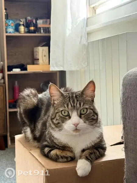 Lost cat, Fulham Road, 496, Fulham - male, near Yucca Restaurant - photo