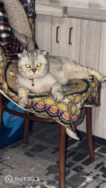 Зникла кішка, Першотравнева вулиця, Животівка — сірий окрас, зелений ошийник з дзвіночком - photo