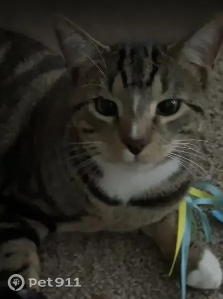 Lost cat, Chicago - tabby, 10 pounds, gentle and friendly - photo