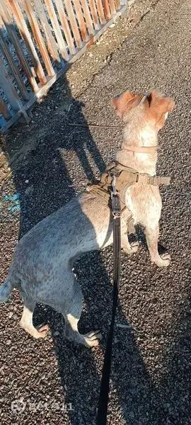 Perro perdido, Partida Poligono 084, 41, Fraga, Lleida — mestizo, blanco con motas marrones - photo