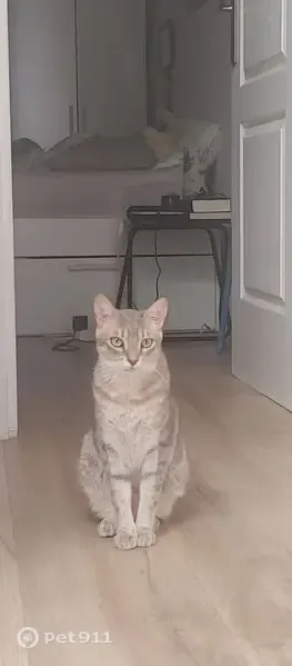 Perdido gato masculino, Carrer de Sant Antoni, 3, Sant Celoni, Mataro - atigrado gris claro - photo