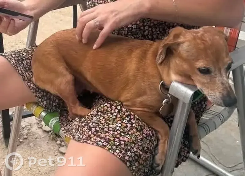 Lost dog, Austin, Texas - light brown with white specks - photo
