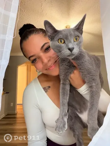 Lost cat, Corbin Street, 2366, Detroit - large gray short-haired cat with a large white belly patch - photo
