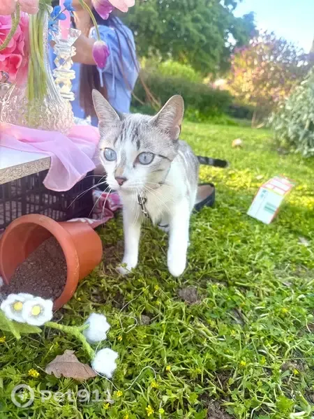 Perdido gato hembra, Carrer Moianès, 13, Granollers - gata blanca con manchas grises y ojos azules - photo