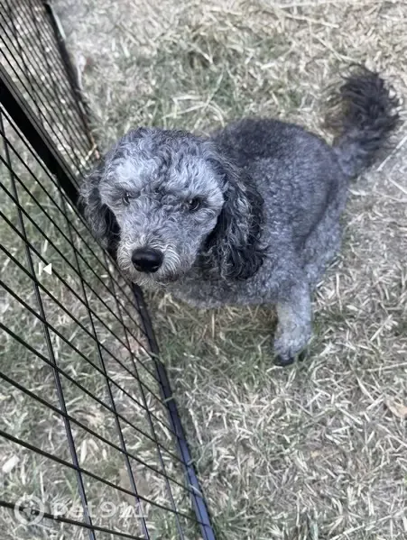 Lost dog, Kansas Avenue, 7804, Dallas - male - photo