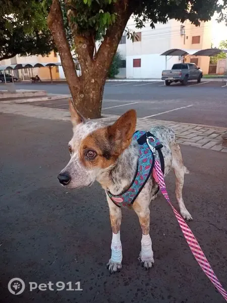 Encontrada cachorro fêmea em Campo Grande, MS, Brasil — cadela red heeler dócil - photo