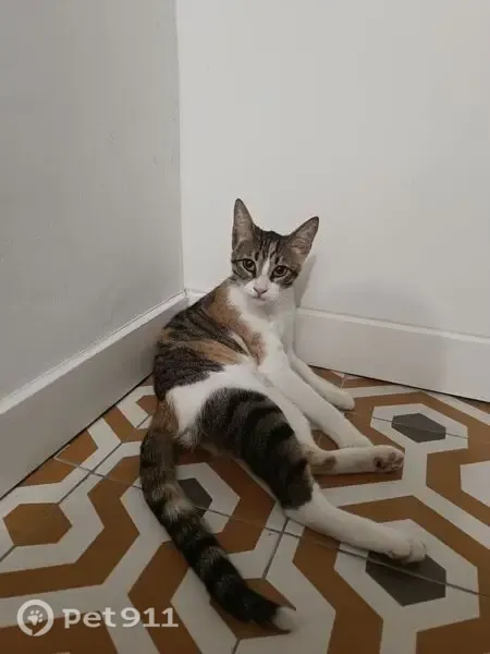Encontrado gato hembra, Calle de Luís Ortiz Berrocal, 601B, Gijón - tricolor - photo