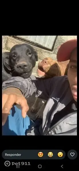 Perdido cachorro macho, Cidade São Jorge, Santo André - SP, Brasil - photo