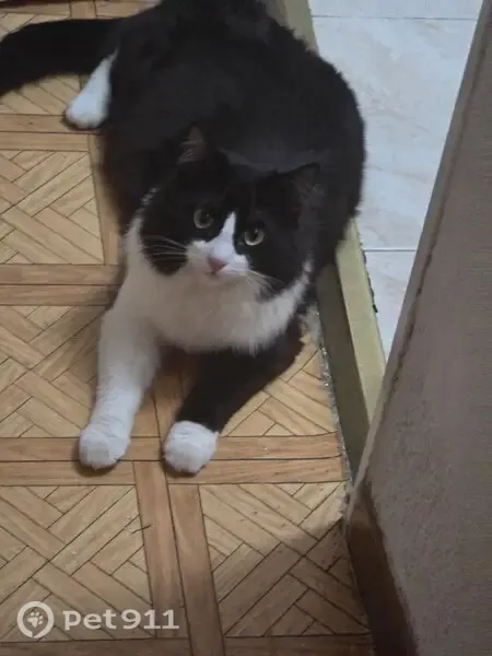 Perdido gato masculino, Calle Sierra de Albarracín, Alcorcón — con pajarita a rayas - photo