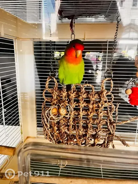 Lost bird, Eastwood Green, 3, Singapore, Hougang - orange collar, green coat, blue tip feathers - photo