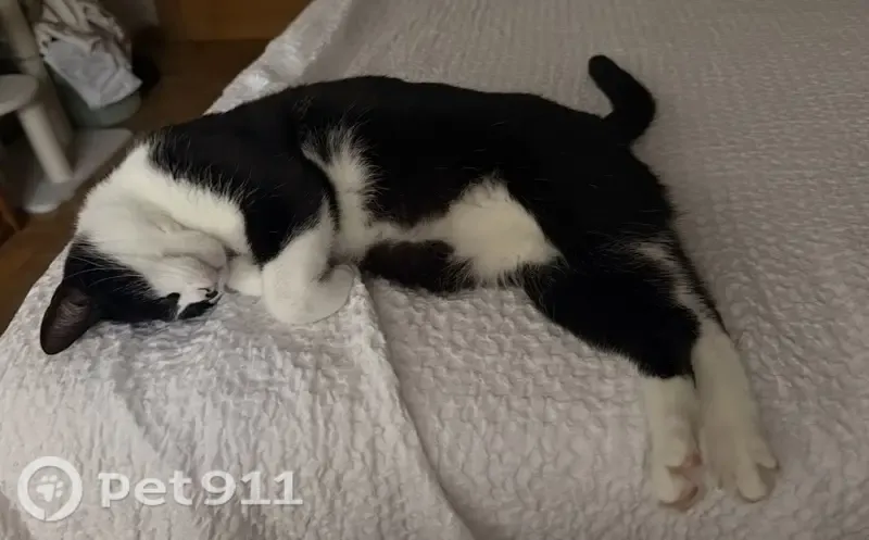 Perdido gato hembra, Calle Saint Sever, Puente la Reina - gata mestiza blanca y negra, tímida y nerviosa - photo