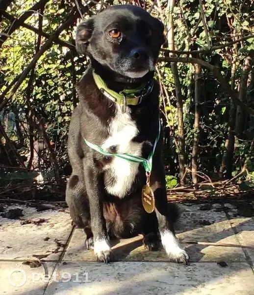 Perdido perro macho, Barrio el Callejo, Liencres, Santander - pequeño y miedoso - photo