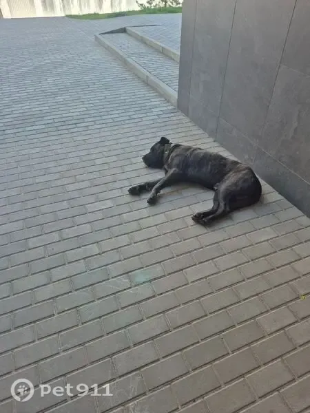 Знайдена собака, Лісна вулиця, 5-Д, Винники — кане корсо - photo