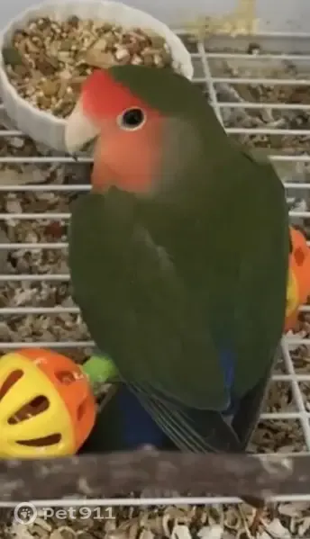 Lost bird, Tyler Avenue, 810, Dyer - male peachfaced lovebird - photo