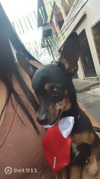 Perdido cachorro macho, Travessa Fagundes, 153 — pincher pequeno de apenas um olho - photo