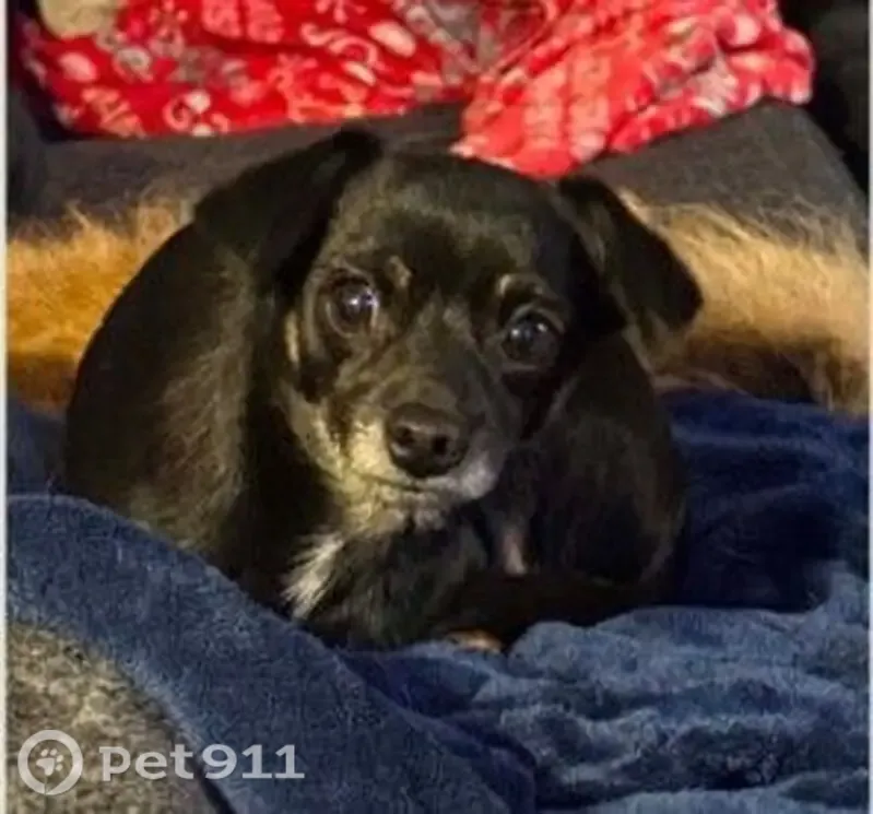 Missing dog Female, Rochester (usl543824) - photo
