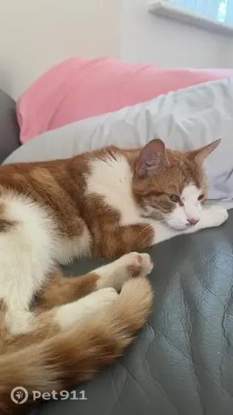 Lost cat, Bloomfield Walk, Orsett — very friendly ginger cat - photo