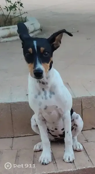 Perdido perro hembra, Avenida Eugenio Taillefer, 19, San Pedro de Alcantara - raza bodeguera tricolor - photo
