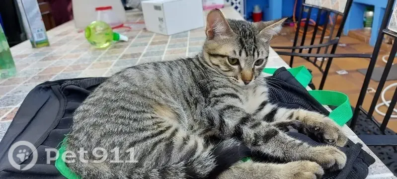 Perdido gato macho, Calle Albert Einstein, 8, La Laguna - 6 años, gris atigrado - photo