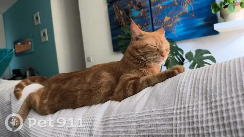 Perdido gato hembra, Calle Santa María Soledad, 47, Santa Cruz de Tenerife - naranja y con mucho miedo - photo