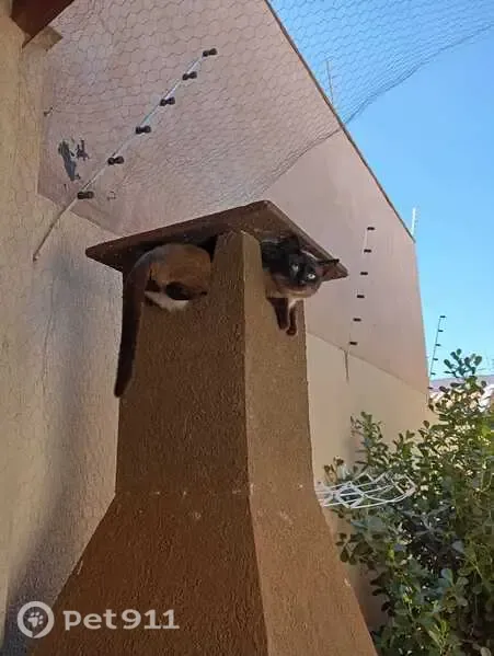 Perdido gato macho, Rua Stela de Góis, 35 — pelo curto e caramelo escuro - photo