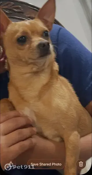 Lost dog, Anzio Drive, 3147, Dallas - female chihuahua - photo
