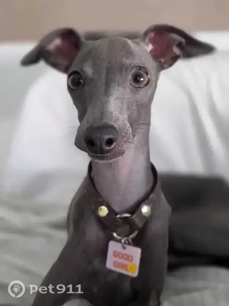 Perdido perro hembra, Avinguda de Novelda, 113, Elx, Elche - se escapó y fue vista cerca de Hiperberd - photo
