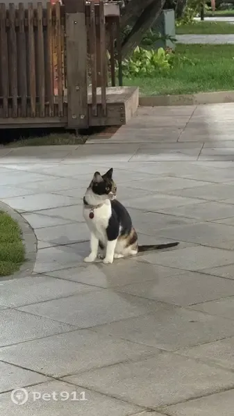 Encontrado gato fêmea, Alameda dos Muricis, 15 — branco, laranja e preto, com coleira rosa e ficha vermelha - photo