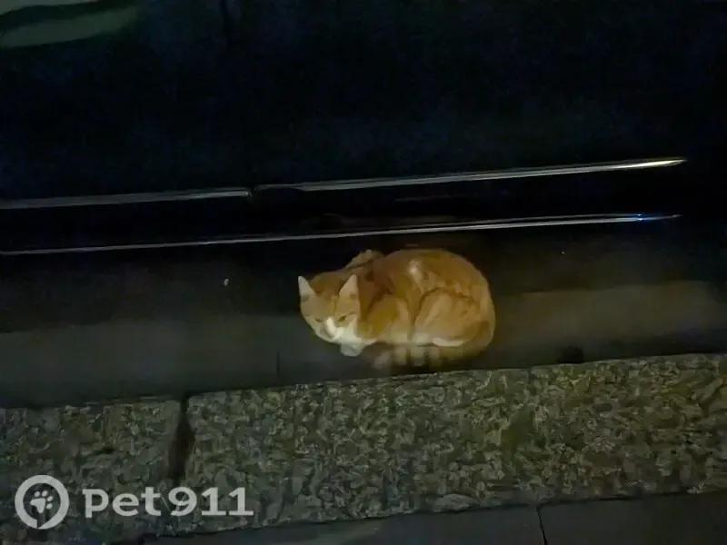 Found cat, Winslow Road, 21, Fulham — hiding under a Nissan at 23:20 - photo
