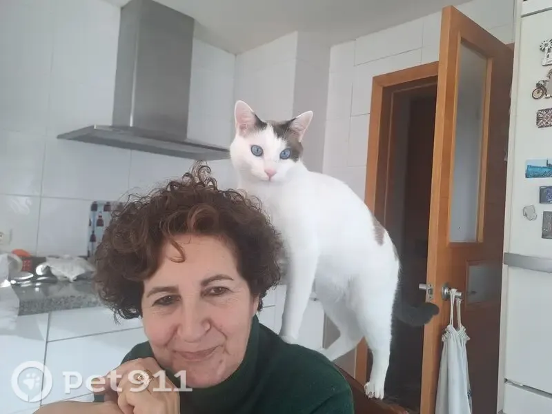 Perdido gato macho, Calle Javier Puig Llamas, 5, Pontevedra - blanco, ojos azules, castrado - photo